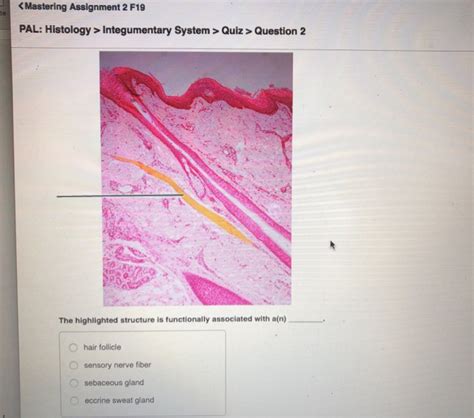 Integumentary System Worksheet Answers