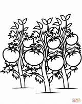 Tomatoes Plants coloring Page  Free Printable Coloring Pages sketch template