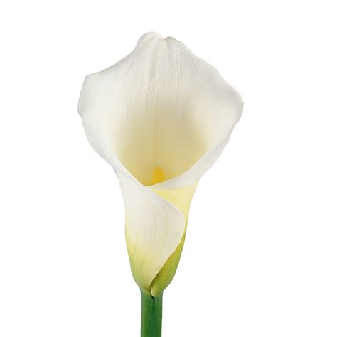 White Calla Lilies - Fresh Cut - 35 Stems - Walmart.com