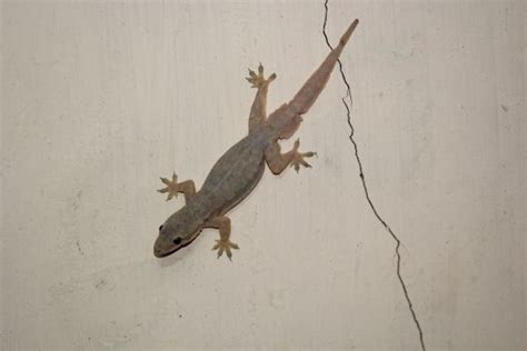 Lizard Extermination for Warehouses | HensleyBrothers.com