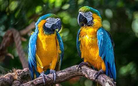 HD wallpaper: blue and yellow parrot wallpaper, macaw, art, bird, animal, nature | Wallpaper Flare
