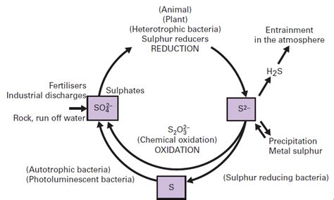 Sulfur Cycle Animation