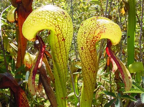 Lobster-pot Traps - Darlingtonia Californica - 9 Insectivorous Plants ...