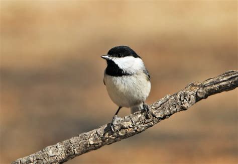 Black-capped Chickadee On Branch 3 Free Stock Photo - Public Domain Pictures
