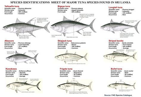 SPECIES IDENTIFICATIONS SHEET OF MAJOR TUNA SPECIES FOUND IN SRI LANKA