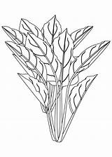 Spinach Drawing  Flowering Plant Coloring Page Dekorisori sketch template