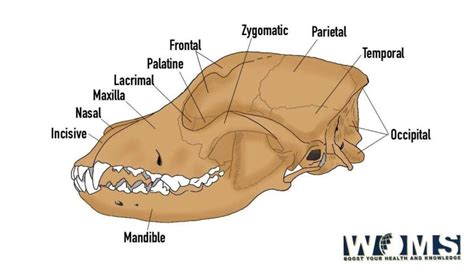 The ultimate guide to Dog Skull: 3 types and Images - WOMS