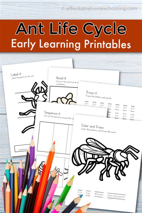 Printable Ant Life Cycle Worksheets