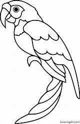 Pirate Parrot Coloring Pages sketch template