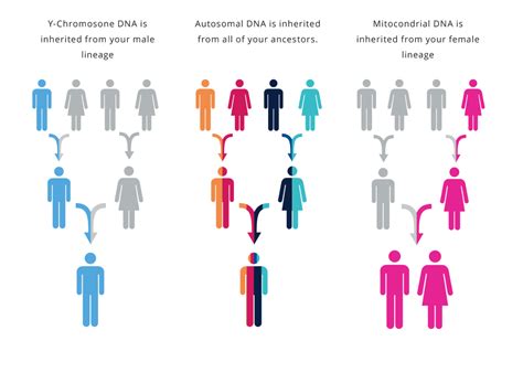 What are Haplogroups? Living DNA explain | Living DNA