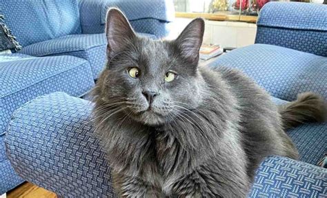 Cross-Eyed Cat's Adorable Expression Has Helped to Raise Thousands of Dollars for Animal Charities