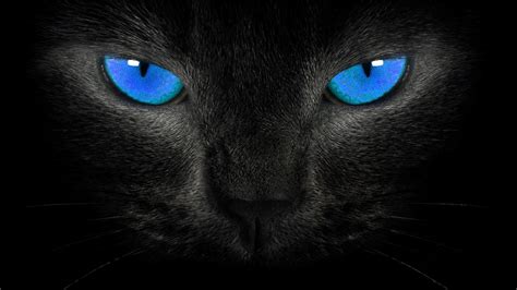 Wallpaper Themes5 - Black Cat Eyes (#97746) - HD Wallpaper ...