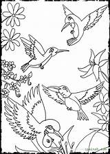 Hummingbirds And Flower Coloring Pages Sketch Coloring Page sketch template