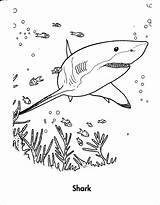 Shark Coloring Pages  ColoringBay sketch template