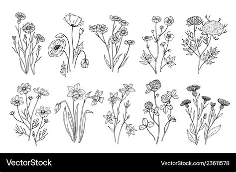 Wild flowers sketch wildflowers and herbs nature Vector Image