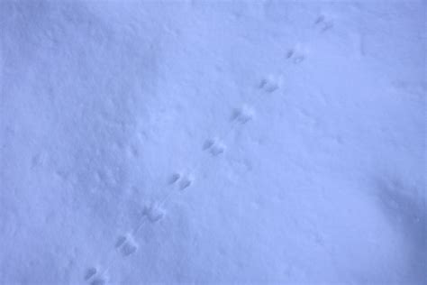 Are Those Rat Tracks in the House? How to Identify Rat Footprints - Trutech Wildlife Service