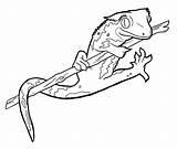 Coloring Gecko Albanysinsanity Crested Sketch Page sketch template