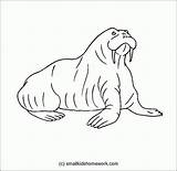 Free Walrus Coloring Page Download Png  sketch template