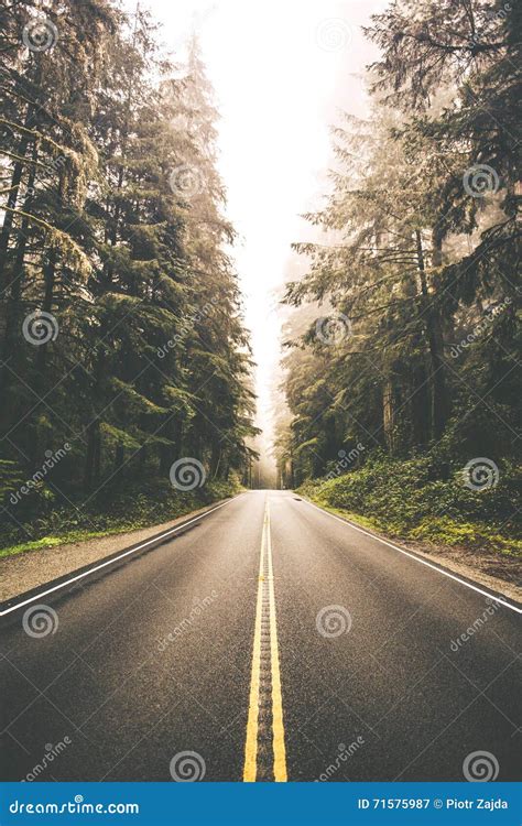 Redwood Forest Road Trip stock image. Image of forest - 71575987