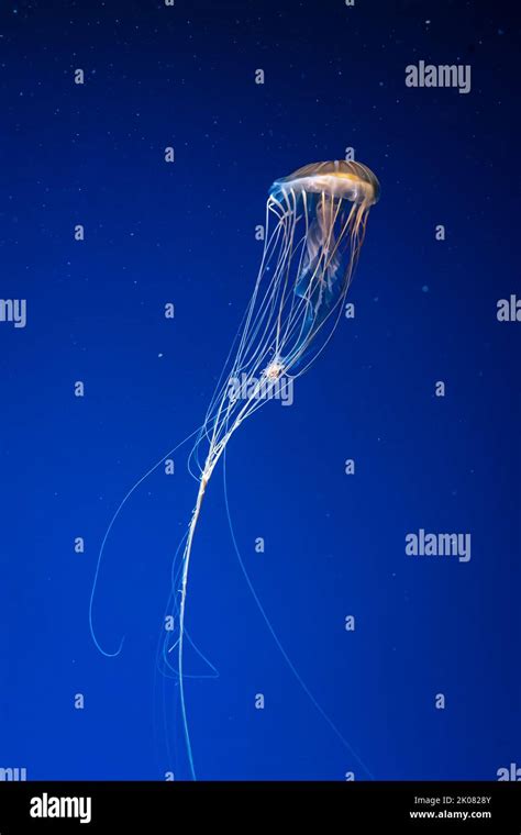 Fluorescent jellyfish swimming underwater aquarium pool. The Northern ...