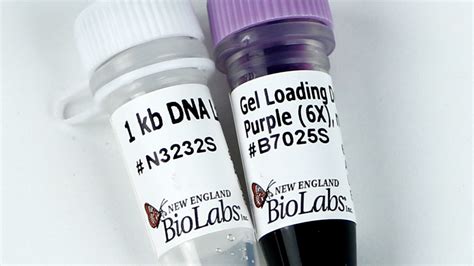 100 bp DNA Ladder | New England Biolabs