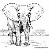 Realistic Elephant Coloring Pages  Free & Printable sketch template
