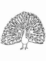 Peacock Coloring Pages Animal Colouring Adult  sketch template