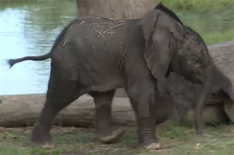 Crying Baby Elephant [VIDEO]