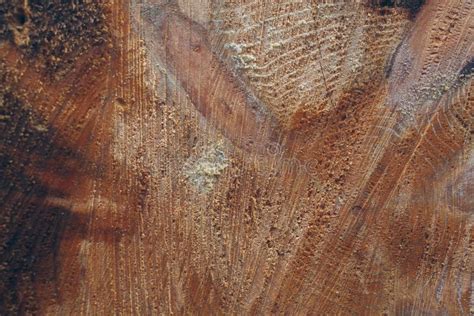 Wood Trunks Background. Cross Section of Tree Trunk. Wood Texture and Background for Designers ...