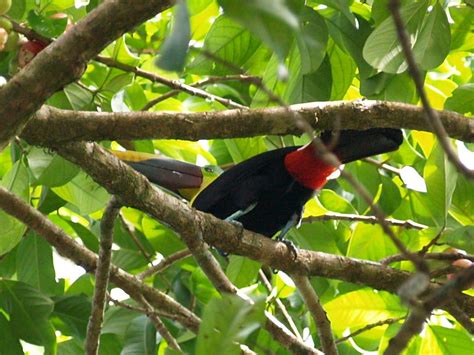 Black-mandibled Toucan – Geeky Girl Engineer