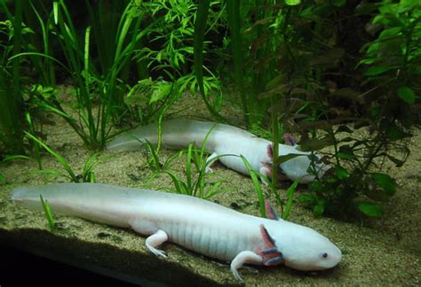 The Endangered Axolotl and Its Powers of Regeneration - Owlcation