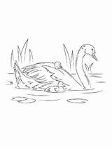 Swan coloring Page sketch template