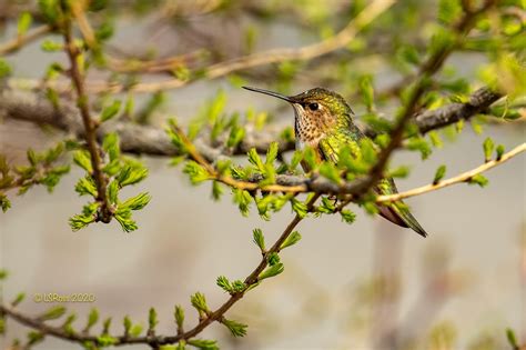 Summer Hummingbird Days 2024 - Alaska Wildlife Conservation Center