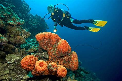 Adventure 101: Shore Diving in Bonaire