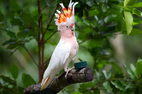 All About The Pink Cockatoo – Lifespan, Costs, Temperament And More! - We're All About Pets