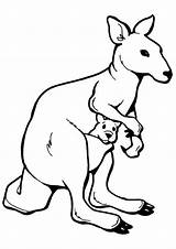 Baby Kangaroo Coloring Pages sketch template