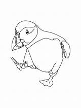 Puffin Coloring Pages  Free Printable sketch template