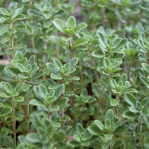 English Thyme, Common Thyme, Garden Thyme (Thymus vulgaris) | My Garden ...