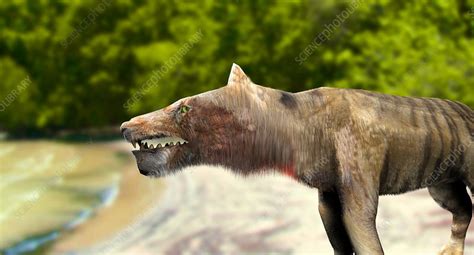 Andrewsarchus - Stock Image - E445/0204 - Science Photo Library