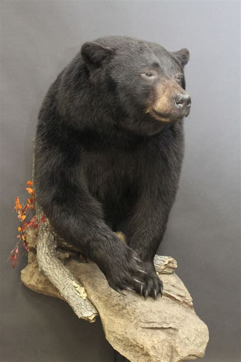 bear mounts - Google Search | Bear mounts, Taxidermy, Bear hunting