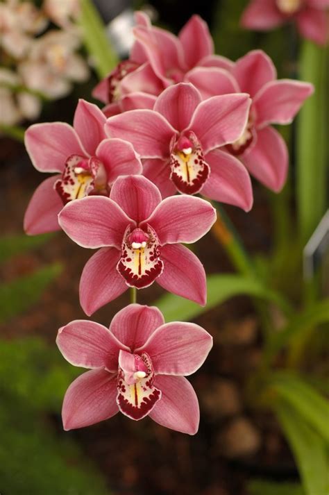 Flowers: Cymbidium orchid Flowers
