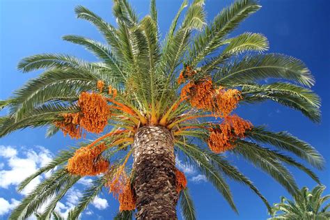 Home & Garden Other Seeds & Bulbs Origin 5 FRESH Date Palm Phoenix Dactylifera seeds North ...