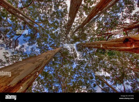 Karri forest Near Pemberton, Western Australia Stock Photo - Alamy