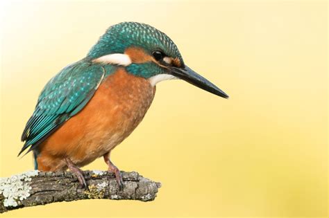 Kingfisher Symbolism Symbolism, Dreams, & Messages - Spirit Animal Totems