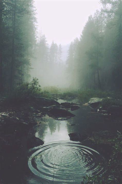 #mist #forest #nature | Forest scenery, Nature photography, Water aesthetic