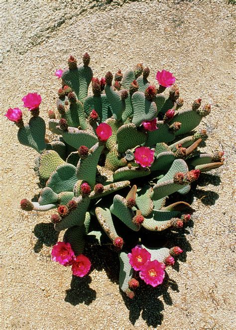 Beavertail Cactus In The Desert Photograph by Sinclair Stammers/science Photo Library - Fine Art ...