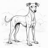 Premium Photo  Whippet Coloring Pictures Bobbed Tail And Distinct Markings sketch template