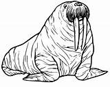Coloring Book Pages Walrus sketch template