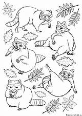 Raccoon Coloring Page Free Printable Pages sketch template