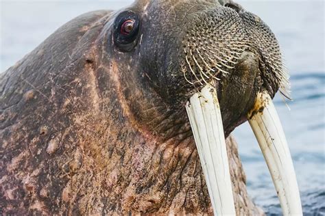 Galapagos Walrus / Sea Lion Playing With Pebble Underwater In The ...